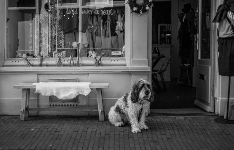 hond voor winkel (1 van 1)